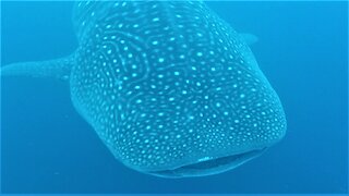 Massive whale shark swims directly under surprised scuba diver