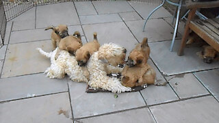 Wheaten Terrier mom plays with her adorable puppies