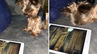 Yorkie goes for the high score on tablet game for pets