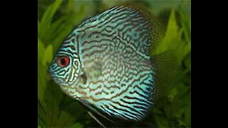 Discus Fish for Sale