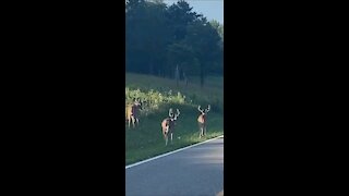 Big bucks crossing road