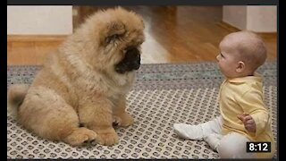 Adorable Puppies Love Babies Compilation A Cute Puppy and Baby Videos 2021