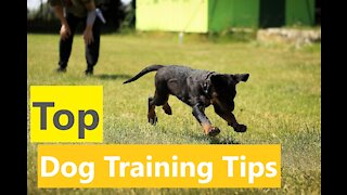 AVOID Some Of The BIGGEST MISTAKES You Can Make While Training Your Dog