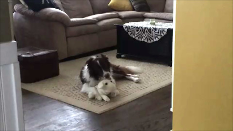 Dog treats stuffed animal like puppy, preciously grooms it
