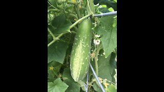 TimeLapse growing Cucumbers 2020