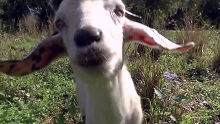Indian River County trying out goats instead of chemicals
