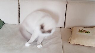 Fluffy Cat Chases Tail Like A Doggy