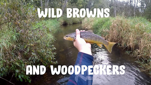 Wild Browns & Woodpeckers