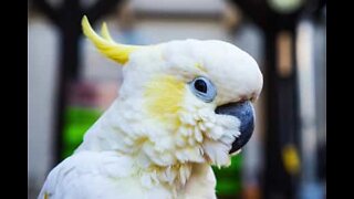 Meet Harley, the rebel cockatoo who loves destroying everything!