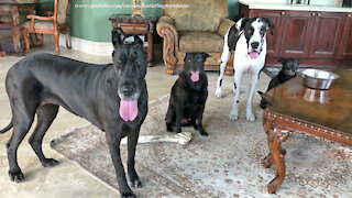 Great Danes Have Fun Celebrating With Dog Friends