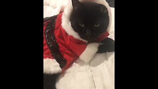 Cat dresses up in Santa Claus outfit