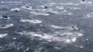 Enorme gruppo di delfini accompagna una barca piena di turisti