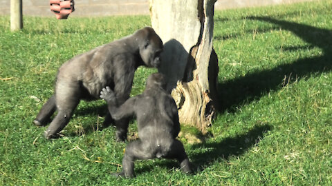 Gorillas totally spooked by something in the grass