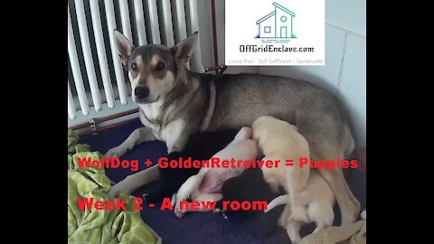 Czechoslovakian Wolfdog Mix Puppies. Week 2, a new room to explore...