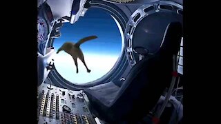 Cat flies at space