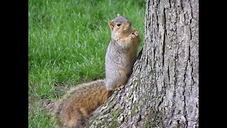 Visiting Squirrel