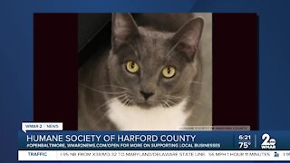 Grayson the cat is up for adoption at the Humane Society of Harford County