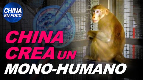 China crea un embrión mono-humano. Países se preparan para el peor escenario