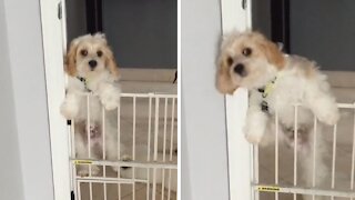 Athletic Cavapoo escapes the doggy pen to freedom