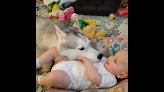Husky and 4-month-old baby are already best friends