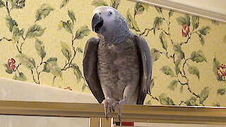 Talking parrot is getting restless staying at home during quarantine