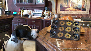 Funny Great Dane Inspects Turkey And Stuffing Donut Pan Recipe