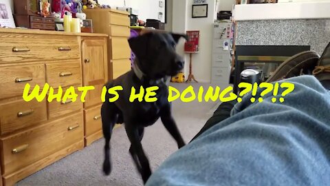 Dogs are crazy and this proves it!