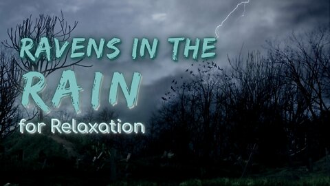 Ravens In The Rain for Relaxation | Rain Series | Ambient Sound | What Else Is There?