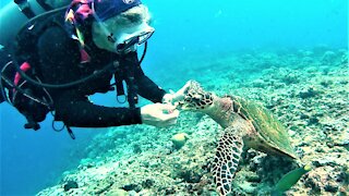 Critically endangered hawksbill finds a friend on the reef