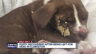 Puppy left for dead, Clarkston owners charged with animal abuse