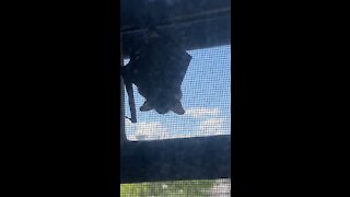 A bat hanging out in my window
