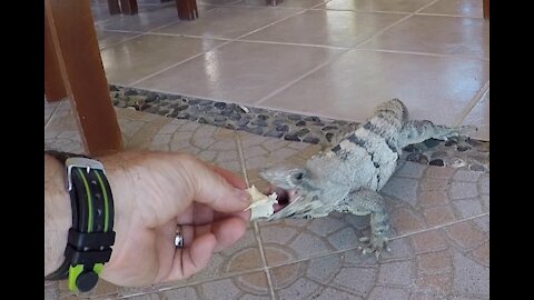 Iguana Enjoys a Snack on Isla Mejures