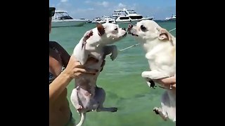 Pair of dogs engage in air-swimming battle