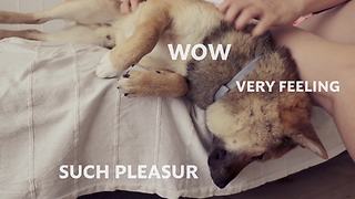 Shiba Inu enjoys super relaxing daily massage