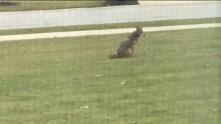 Mentor issues alert after coyote kills beloved family pet