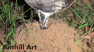 Casting Another Fire Ant Colony with Molten Aluminum (Cast #061)