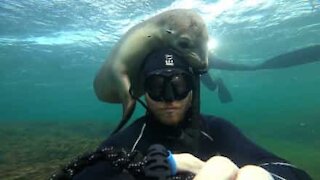 Søløve leger med dykkers hoved