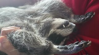 Pet raccoon takes relaxation to the next level