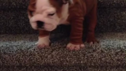 English Bulldog Puppy Adorably Conquers The Stairs