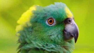 Parrot expresses an amazing mix of emotions