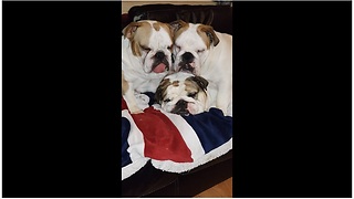 English Bulldogs sleep together in hysterical fashion
