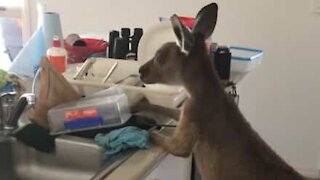 Wild kangaroo becomes family's best friend