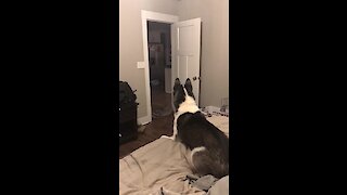 Confused Husky Shocked With Disappearing Prank
