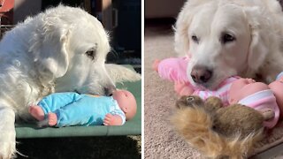 Dog gets baby doll for Christmas, absolutely loves it