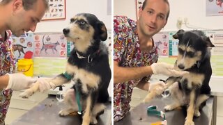Vet Keeps Dog Super Calm During Blood Analysis