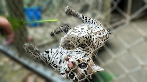 Chubby rescued ocelot loves to play with people