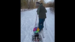 Sports-loving doggy joins owner for skiing adventure