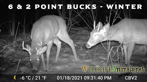 6 Point Buck PLUS 2 Pointer - Winter - Night - #TrailCamProject - Video - WildlifeAnimals.net