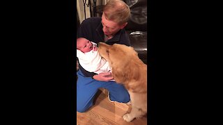 Golden Retriever Meets Newborn Baby For The First Time