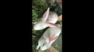 Rabbits just born
